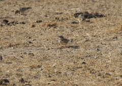 Melanocorypha bimaculata