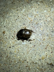 Euetheola