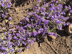 Phacelia humilis