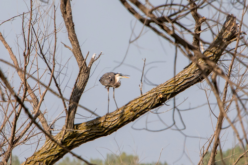 Great Blue Heron photographed in Iowa