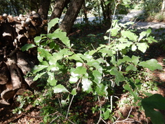 Quercus sinuata breviloba