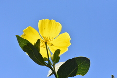 Dendromecon harfordii