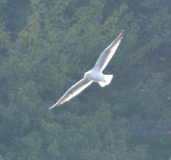 Chroicocephalus ridibundus