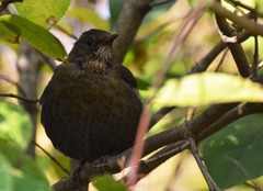 Turdus merula