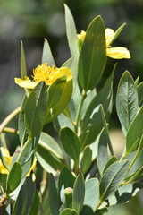 Dendromecon harfordii