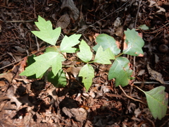 Toxicodendron radicans negundo