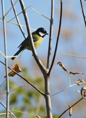 Parus major