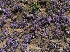 Phacelia humilis