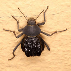 Somaticus