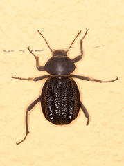 Somaticus