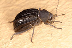 Somaticus