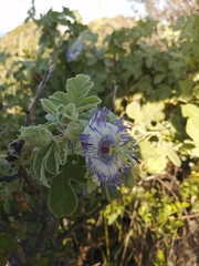 Passiflora arida