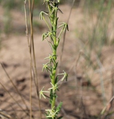 Lyperia lychnidea