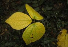 Dioscorea dregeana