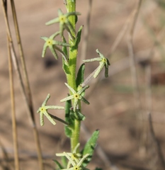 Lyperia lychnidea
