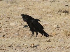 Corvus corax laurencei