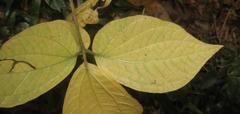 Dioscorea dregeana
