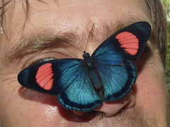 Batesia hypochlora