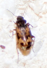 Tetragonoderus
