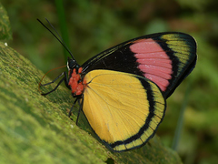Batesia hypochlora