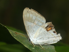 Euselasia teleclus