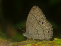 Taygetina oreba