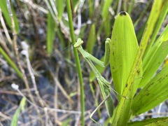 Stagmomantis floridensis