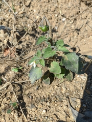 Solanum villosum
