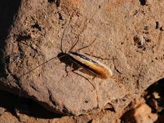 Namablatta bitaeniata