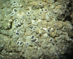 Aspicilia glaucopsina