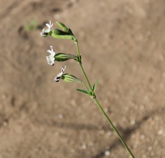Silene aethiopica