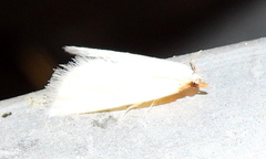 Leptosteges vestaliella