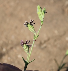 Silene aethiopica