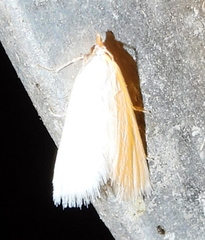 Leptosteges vestaliella
