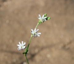 Silene aethiopica