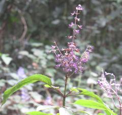 Plectranthus ecklonii