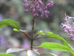 Plectranthus ecklonii