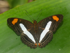 Adelpha iphiclus iphiclus