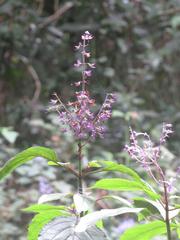 Plectranthus ecklonii