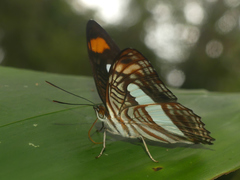 Adelpha iphiclus iphiclus