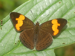 Adelpha irmina
