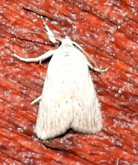 Catabenoides