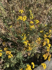 Tanacetum vulgare
