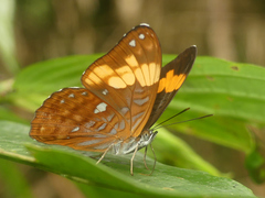 Adelpha irmina