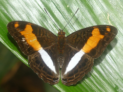 Adelpha jordani