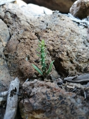 Cylindropuntia thurberi versicolor