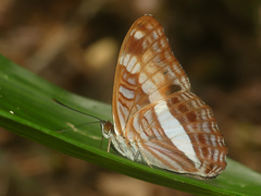 Adelpha jordani