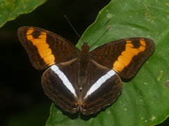 Adelpha sichaeus