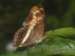 Adelpha sichaeus
