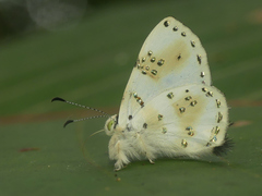 Anteros chrysoprasta